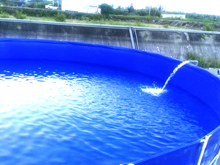 Pool Liner